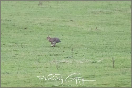 04 January 2025 : rabbit , Workington