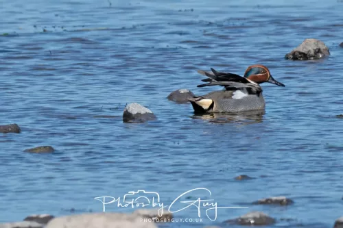 NZ8_329220 April 2025 : Bassenthwaite Lake area ,West Cumbria - Teal