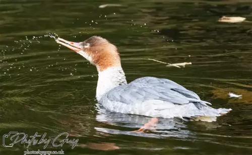 12 October 2024 : Longlands Lake, Cleator, West Cumbria : Gooseander