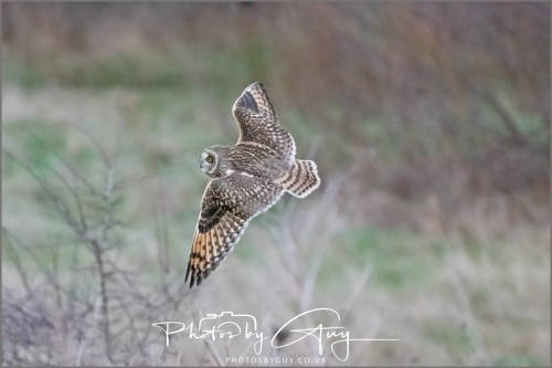 04 January 2025 : Short Eared Owl , Workington