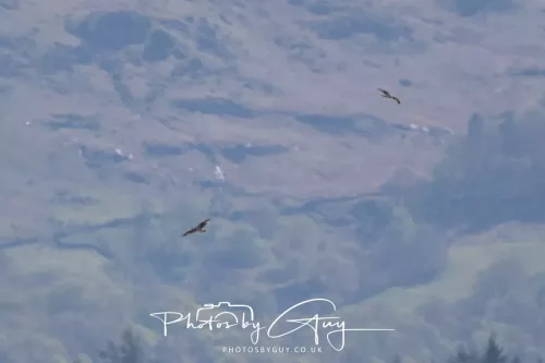 20 April 2025 : Bassenthwaite Lake area ,West Cumbria - flying Osprey