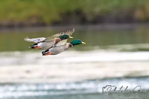 12 October 2024 : Longlands Lake, Cleator, West Cumbria : Malards in Flight