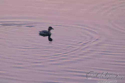 13 Oct 2024 : Longlands Lake, Cleator, Cumbria : Little Grebe