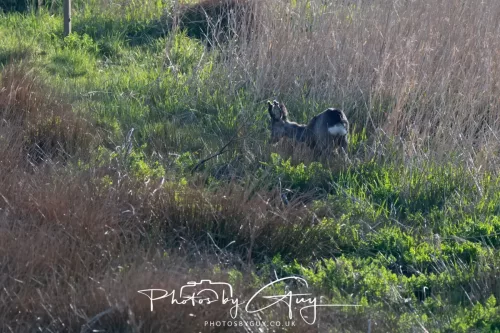 20 April 2025 : Seascale coastal area ,West Cumbria - Roe Deer