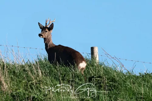 20 April 2025 : Seascale coastal area ,West Cumbria - Roe Deer