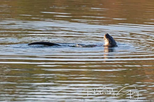 27 Nov 2024 : Cleator, West Cumbria : Female Otter hunting Eels