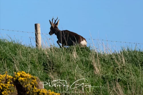 20 April 2025 : Seascale coastal area ,West Cumbria - Roe Deer