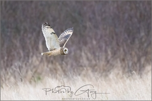 04 January 2025 : Short Eared Owl , Workington