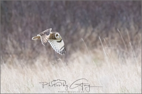 04 January 2025 : Short Eared Owl , Workington