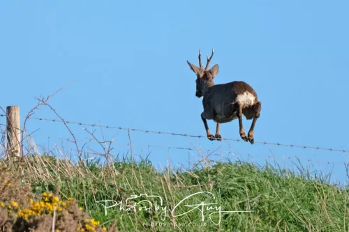 20 April 2025 : Seascale coastal area ,West Cumbria - Roe Deer