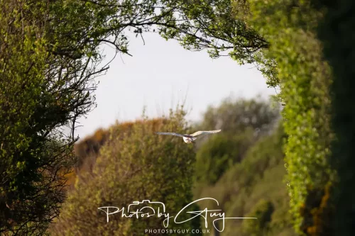 20 April 2025 : Seascale coastal area ,West Cumbria - Barn Owl