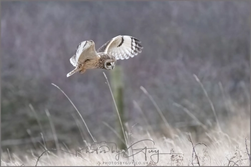 04 January 2025 : Short Eared Owl , Workington