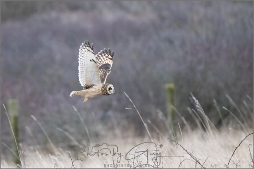 04 January 2025 : Short Eared Owl , Workington