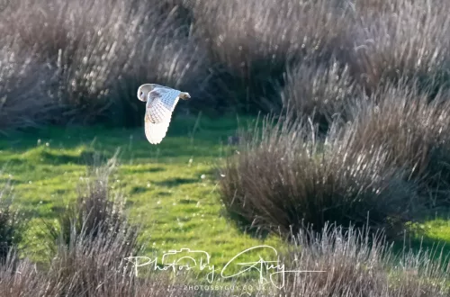 20 April 2025 : Seascale coastal area ,West Cumbria - Barn Owl