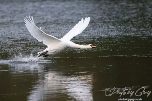13 Oct 2024 : Longlands Lake, Cleator, Cumbria : Mute Swan