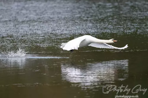 13 Oct 2024 : Longlands Lake, Cleator, Cumbria : Mute Swan