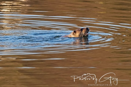 27 Nov 2024 : Cleator, West Cumbria : Female Otter hunting Eels