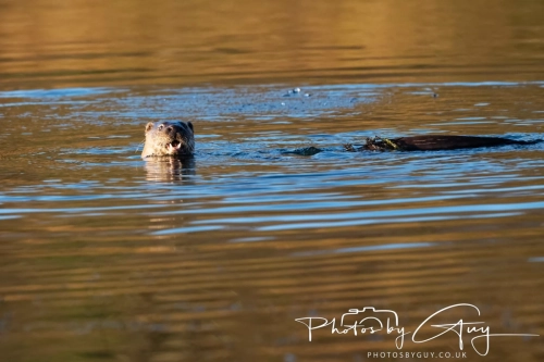 27 Nov 2024 : Cleator, West Cumbria : Female Otter hunting Eels