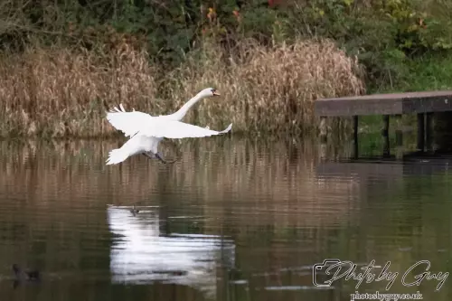 13 Oct 2024 : Longlands Lake, Cleator, Cumbria : Mute Swan