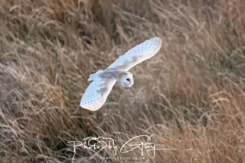 20 April 2025 : Seascale coastal area ,West Cumbria - Barn Owl