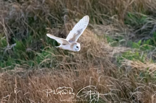 20 April 2025 : Seascale coastal area ,West Cumbria - Barn Owl