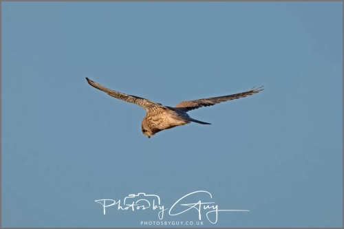 06 January 2025 : Kestrel, Workington, Cumbria