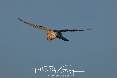 06 January 2025 : Kestrel, Workington, Cumbria