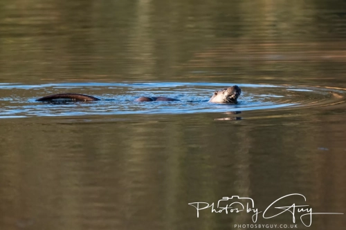 27 Nov 2024 : Cleator, West Cumbria : Female Otter hunting Eels