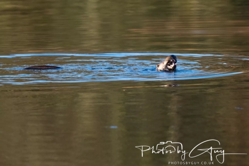 27 Nov 2024 : Cleator, West Cumbria : Female Otter hunting Eels