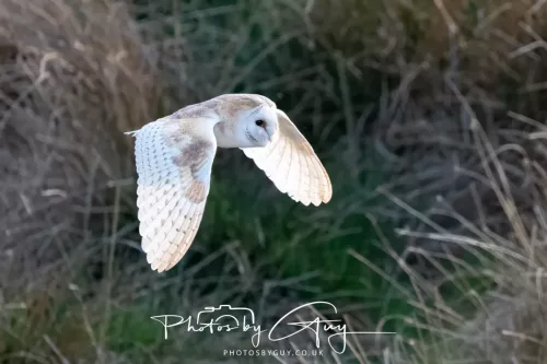 20 April 2025 : Seascale coastal area ,West Cumbria - Barn Owl