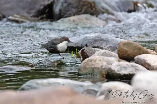 13 Oct 2024 : Longlands Lake, Cleator, Cumbria : Dipper