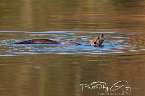 27 Nov 2024 : Cleator, West Cumbria : Female Otter hunting Eels