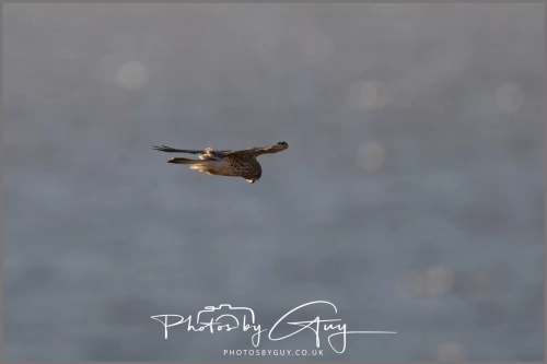 06 January 2025 : Kestrel, Workington, Cumbria
