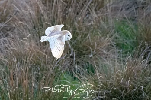 20 April 2025 : Seascale coastal area ,West Cumbria - Barn Owl