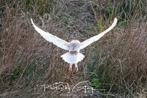 20 April 2025 : Seascale coastal area ,West Cumbria - Barn Owl