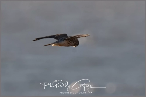 06 January 2025 : Kestrel, Workington, Cumbria