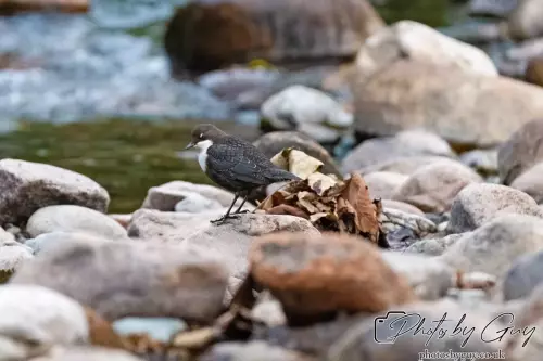 13 Oct 2024 : Longlands Lake, Cleator, Cumbria : Dipper