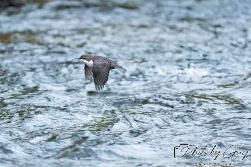 13 Oct 2024 : Longlands Lake, Cleator, Cumbria : Dipper in flight