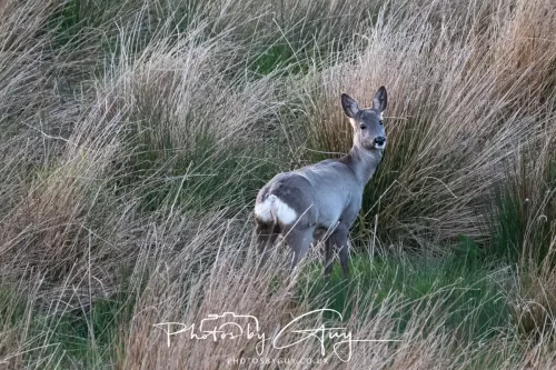 20 April 2025 : Seascale coastal area ,West Cumbria - Roe Deer