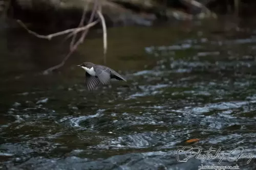 13 Oct 2024 : Longlands Lake, Cleator, Cumbria : Dipper