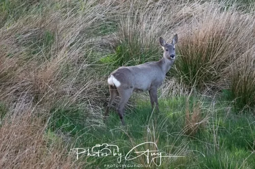 20 April 2025 : Seascale coastal area ,West Cumbria - Roe Deer