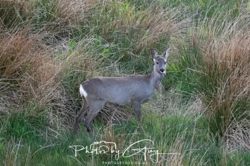20 April 2025 : Seascale coastal area ,West Cumbria - Roe Deer
