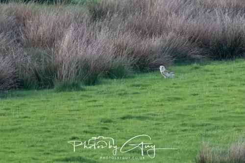20 April 2025 : Seascale coastal area ,West Cumbria - Barn Owl