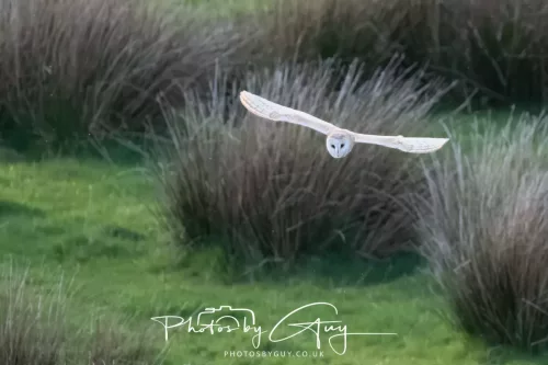 20 April 2025 : Seascale coastal area ,West Cumbria - Barn Owl