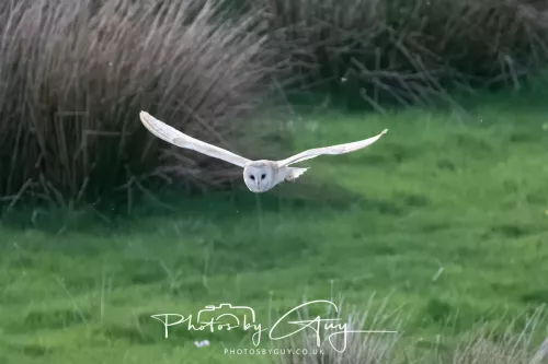 20 April 2025 : Seascale coastal area ,West Cumbria - Barn Owl
