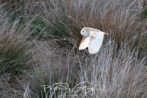 20 April 2025 : Seascale coastal area ,West Cumbria - Barn Owl