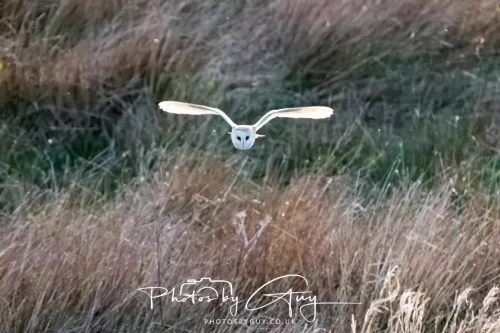 20 April 2025 : Seascale coastal area ,West Cumbria - Barn Owl