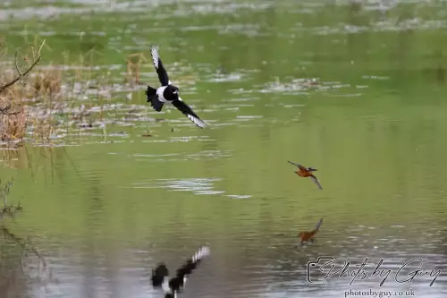 13 Oct 2024 : Parkside, Cleator Moor, Cumbria - Kingfisher being chased by Magpie