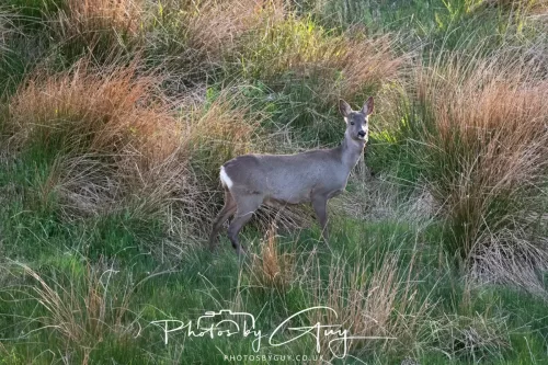 20 April 2025 : Seascale coastal area ,West Cumbria - Roe Deer