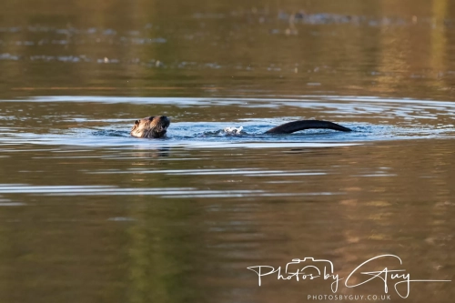 27 Nov 2024 : Cleator, West Cumbria : Female Otter hunting Eels